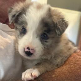 Lola - Blue merle female Border Collie puppy in Newfane, New York from Janese's Border Collies
