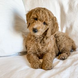 Bernedoodle and Poodle Puppies from SoFun Doodles & Poodles