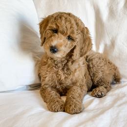 Bernedoodle and Poodle Puppies from SoFun Doodles & Poodles