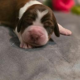 Fern - Red and white female English Springer Spaniel puppy in Cookeville, Tennessee from Krossroads Kennel