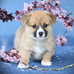 Mr Red - White and red Pembroke Welsh Corgi puppy in Gig Harbor, Washington from Pacific Northwest Pembroke Welsh Corgis