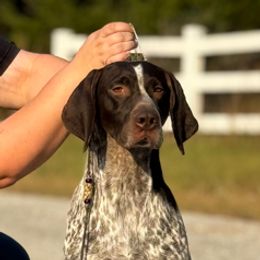 Captain - German Shorthaired Pointer