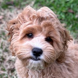 Lulu - Cockapoo