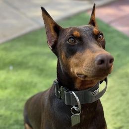 Doberman Pinschers and Pembroke Welsh Corgis from Corgi Dobie Co.