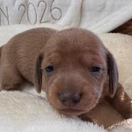 Sunny - Sable female Dachshund puppy in Wallingford, Kentucky from Hensley Homestead Dachshunds