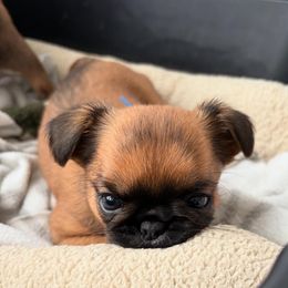 Blue - Black and tan male Brussels Griffon puppy in Austin, Texas from Griffs & Co.