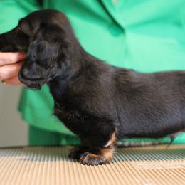 Orange collar boy - Black and tan male Dachshund puppy in Milford, Michigan from Proud Lake Dachshunds