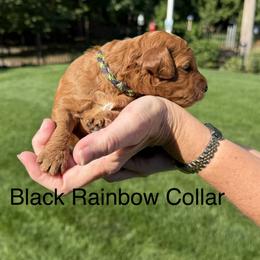 Black rainbow collar (Ying) - Red  female Goldendoodle puppy in Landis, North Carolina from Shelbys Doodle Farm