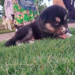 Alaskan Husky Puppies from Mawlawi Huskies