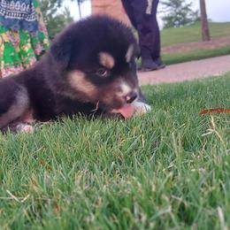 Alaskan Husky Puppies from Mawlawi Huskies