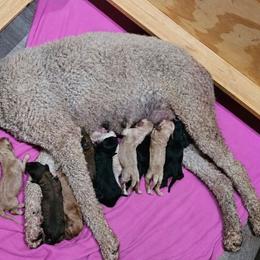 Girl 4 - Red  female Goldendoodle puppy in Stevens Point, Wisconsin from Dogs of Dewey Acres