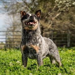Strait - Australian Cattle Dog