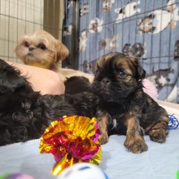 Shih Tzu Puppies from Chimera Shih Tzu