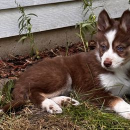 Chocolate - Red and white Pomsky puppy in Bolingbrook, Illinois from Angel's Creek Pomskies