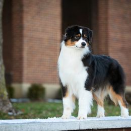 Etty - Black tri-color female Australian Shepherd puppy in Lebanon, Ohio from IvyFarm Aussies