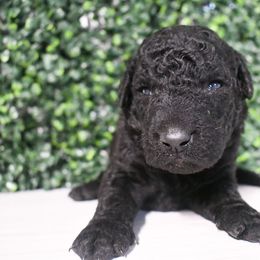 Basil - Black male Curly-Coated Retriever puppy in Venice, Florida from Seaside kennels