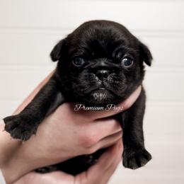 Penny - Black female Pug puppy in Shady Hills, Florida from Premium Pugs