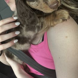 Dachshund Puppies from Kalua's Doxies