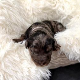 Rosita - Merle female Goldendoodle puppy in Spokane, Washington from Goldendoodles on the Prairie