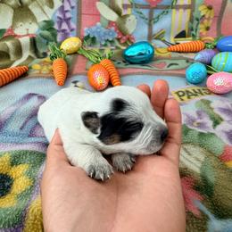 Estraea - Blue female Australian Cattle Dog puppy in Clovis, California from Miller Australian Cattle Dogs
