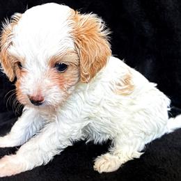 Bichon Frise and Poodle Puppies from Daisy Pups
