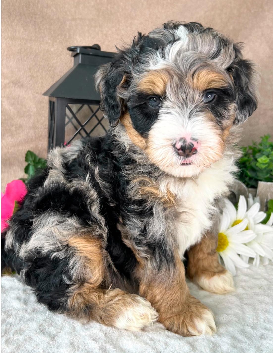 D and D’s Dandy Doodles in Missouri | Bernedoodle and Australian ...