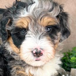 Australian Mountain Doodles and Bernedoodles from D and D’s Dandy Doodles