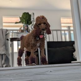 Beverly - Poodle