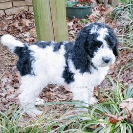 Goldendoodle Puppies from Ninnie's Doodles
