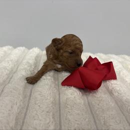 Red collar - Red  female Goldendoodle puppy in Calico Rock, Arkansas from Cottrell’s Poodles & Doodles