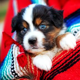 Oatmeal Creme - Red tri-color female Australian Shepherd puppy in Paola, Kansas from Tiz Ranch