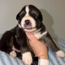 Spiez - Black tri-color male Australian Shepherd puppy in Anniston, Alabama from All Hale Aussies