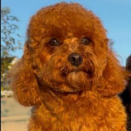 Romi - Poodle