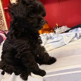 Cyprus Caesar - Black male Yorkipoo puppy in Jersey City, New Jersey from Tuts Pups Cafe