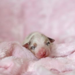 "Announcement Photos" Australian Shepherd Puppies from Mezzo Australian Shepherds
