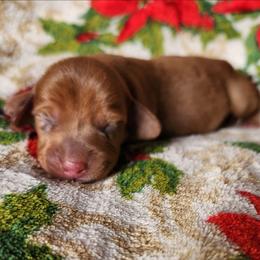 Ivy - Dapple female Dachshund puppy in Anaconda, Montana from Williams Family Dachshunds