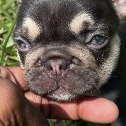 French Bulldogs from Hershe Kennel