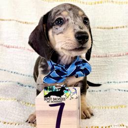 Phoenix AKC: Short Hair, Black and Cream, Dapple - Black and cream male Dachshund puppy in South Easton, Massachusetts from Depot Dachsies