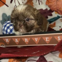 Elise - Chocolate and tan female Shih Tzu puppy in Denton, Maryland from Little Lions the Shih Tzu Kingdom