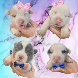 American Corgi puppies from Diamondcrest Inc