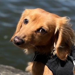 Dachshunds from New Life Miniature Dachshunds