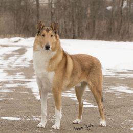 Dylan - Collie