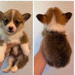 Boy 4 - Red male Pembroke Welsh Corgi puppy in Helmville, Montana from Calie’s Corgis