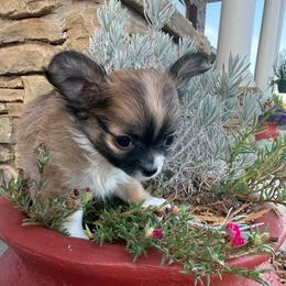 Reese - Red and white female Chihuahua puppy in Choctaw, Oklahoma from Savvy Chihuahuas of Oklahoma