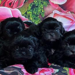 Girl 1 - Black female Shih Tzu puppy in Seguin, Texas from Dolled Up Shih Tzus