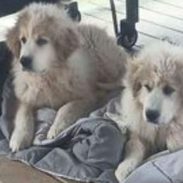 Great Pyrenees from Mayport farms