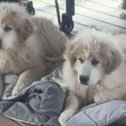 Great Pyrenees from Mayport farms