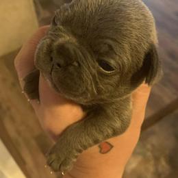 French Bulldogs from Jamsek’s Bullies