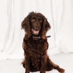 Teal - Boykin Spaniel