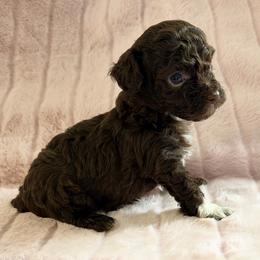 Tiny - Brown male Poodle puppy in Purdy, Missouri from The Dynasty